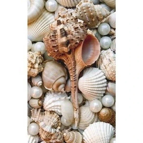 Shell Menagerie III Poster Print by Rachel Perry (13 x 19) | Дом и сад
