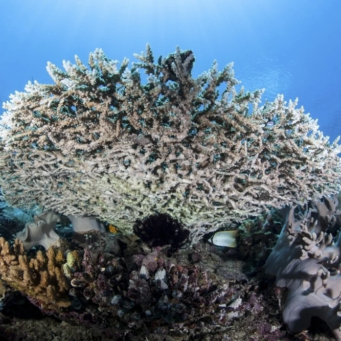 A table coral grows on a beautiful reef near Sulawesi Indonesia Poster Print (34 x 22) | Дом и сад