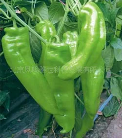 

Beijing pepper bonsai Niujiaojiao 200pcs Vegetable bonsai