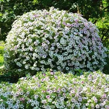 Подлинный! 200 шт. подвесной Петуния бонсай Мелисса цветок растение многолетний цветы для домашний садовый горшок посадки Петуния