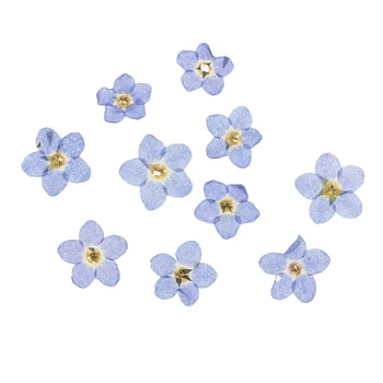 Phenovo 10 Pieces Natural Forget-me-not Flowers Artificial Pressed Dried Flowers For Art Crafts Scrapbooking Home Decoration tanie i dobre opinie CN(Origin) Flower Head Party