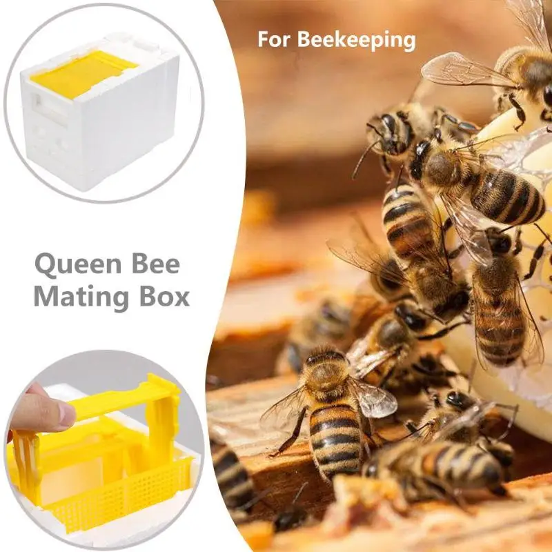 

Foam Box Harvest Bee Hive Beekeeping King Box Pollination Mating Box Beekeeping Tool Beehive Harvest Bee Hive Solid Cedar Wood