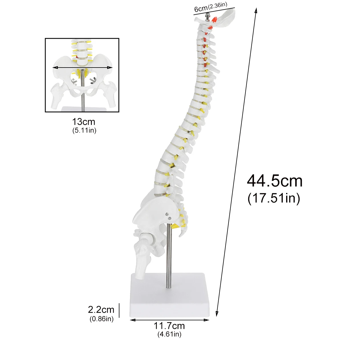 Используется для массажа, йоги и т. Д. 45 см Гибкий 1:1 взрослый Поясничный изгиб позвоночника модель человека скелет модель с спинного диска таза модель