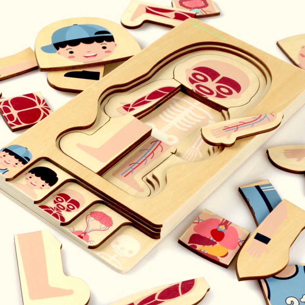 

Montessori Educational Children Toys Wooden Human Body Puzzle Boys Girls Body Structure Children Puzzles Kids Toys 43