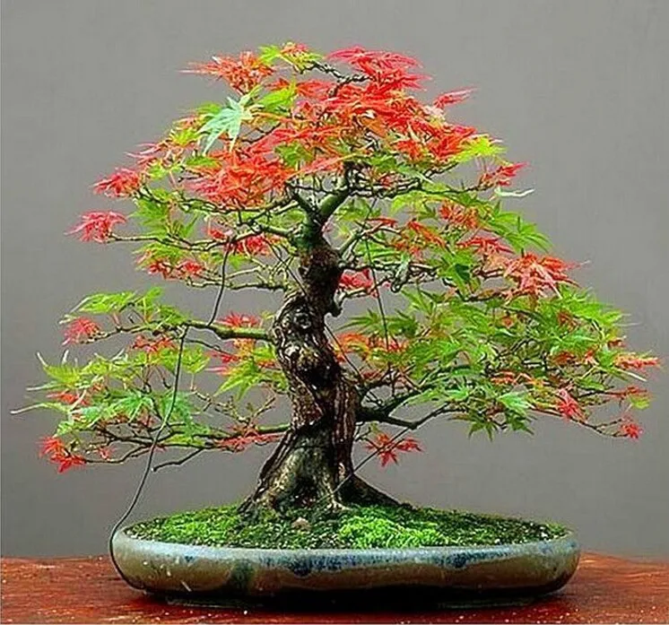 

Time-limited Indoor Plants None Free Shipping 20pcs/pack Maple Feathers bonsai The Budding Tree