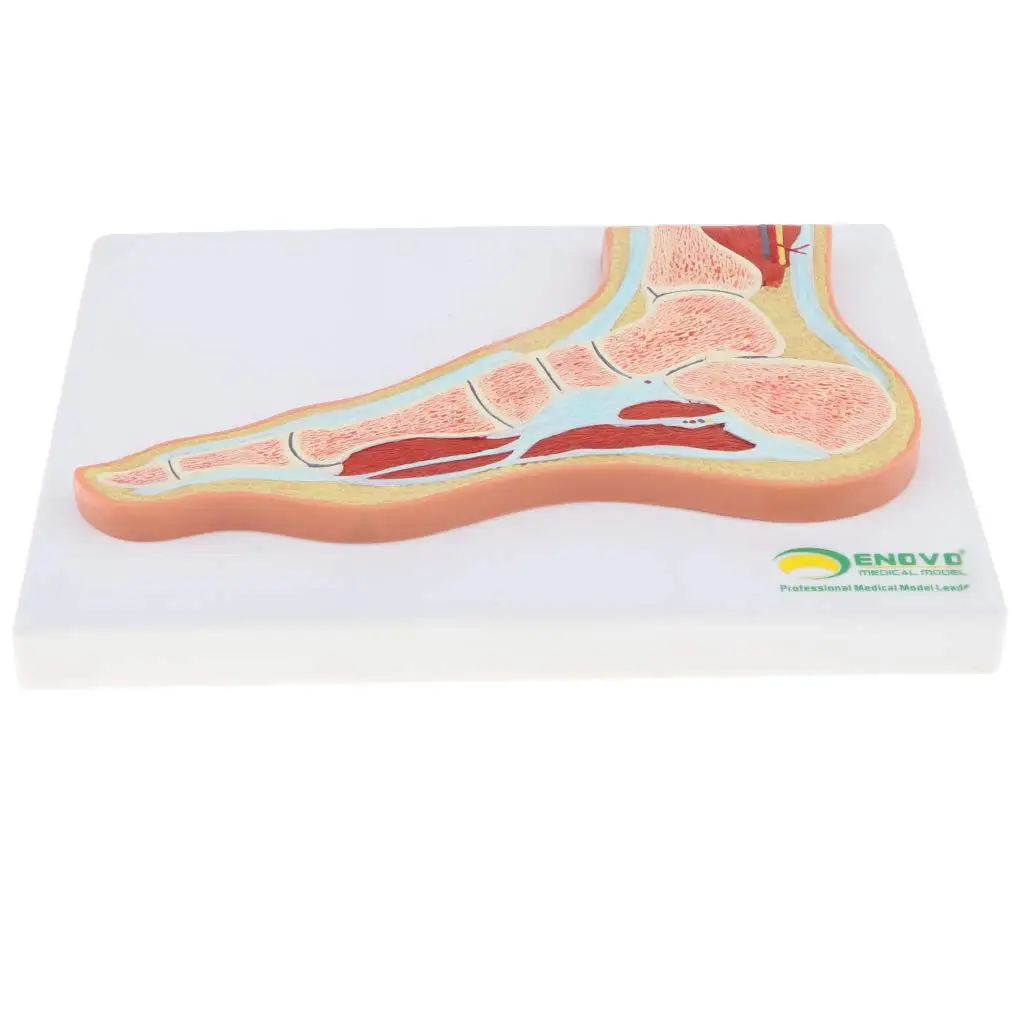 1 1 Lebensgroße menschliche Fuß Knöchel Skelett Modell Lehrmittel für 
