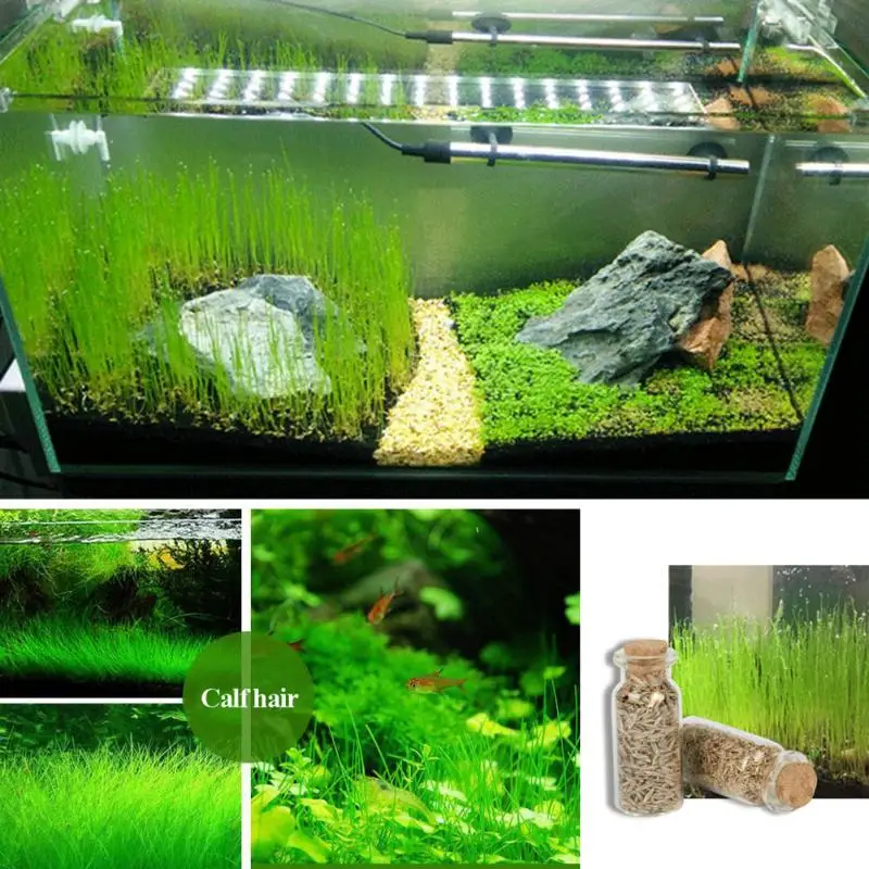 

HOT Plant Grass Aquarium Fish Tank Plants Prospects Grass Seeding Grass Landscaping Plant Decoration