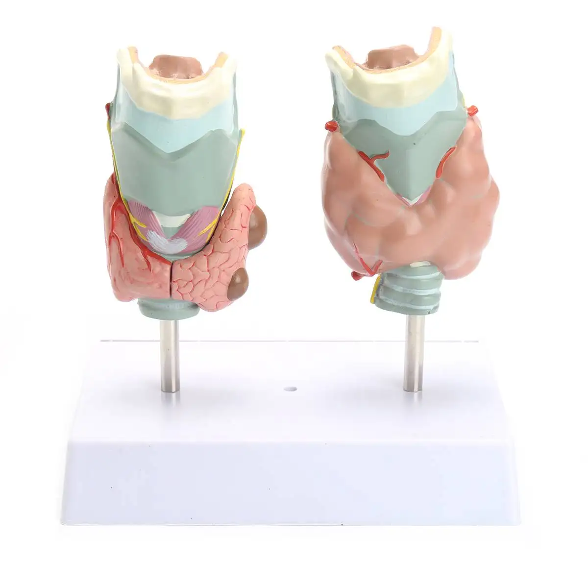 

PVC Human Anatomical Thyroid Gland Pathology Laryngeal Anatomy Teaching Resource Model Educational Props Medical Science
