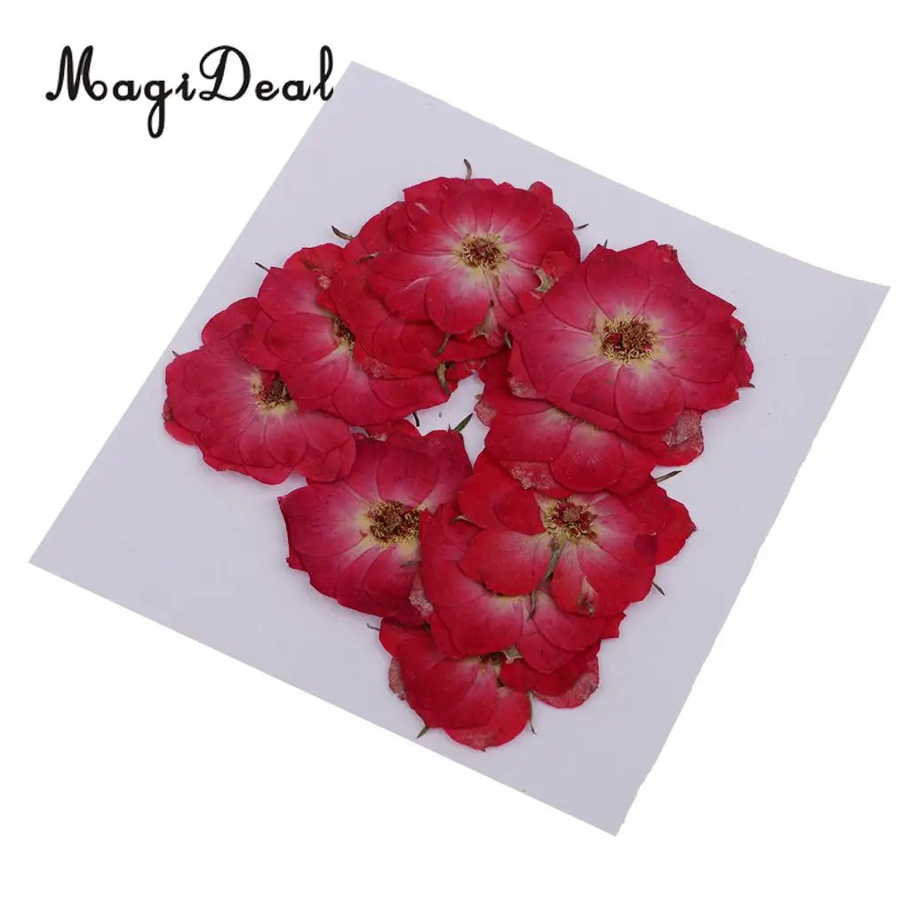 

MagiDeal 10 Pcs Beautiful Natural Real Rose Violet Dried Pressed Flowers for DIY Scrapbooking Crafts Red for Phone Case
