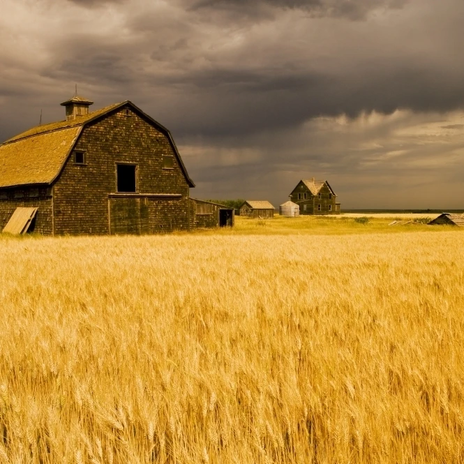 Заброшенная ферма ветром Durum пшеничное поле возле Assiniboia Saskatchewan плакат печать (18x11)