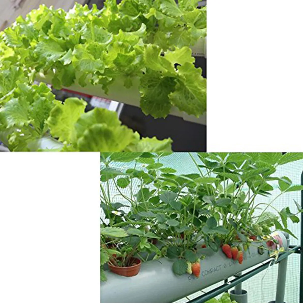 220V 54 Holes Hydroponic Piping Site Grow Kit Deep Water Culture Planting Box Gardening System Nursery Pot Hydroponic Rack