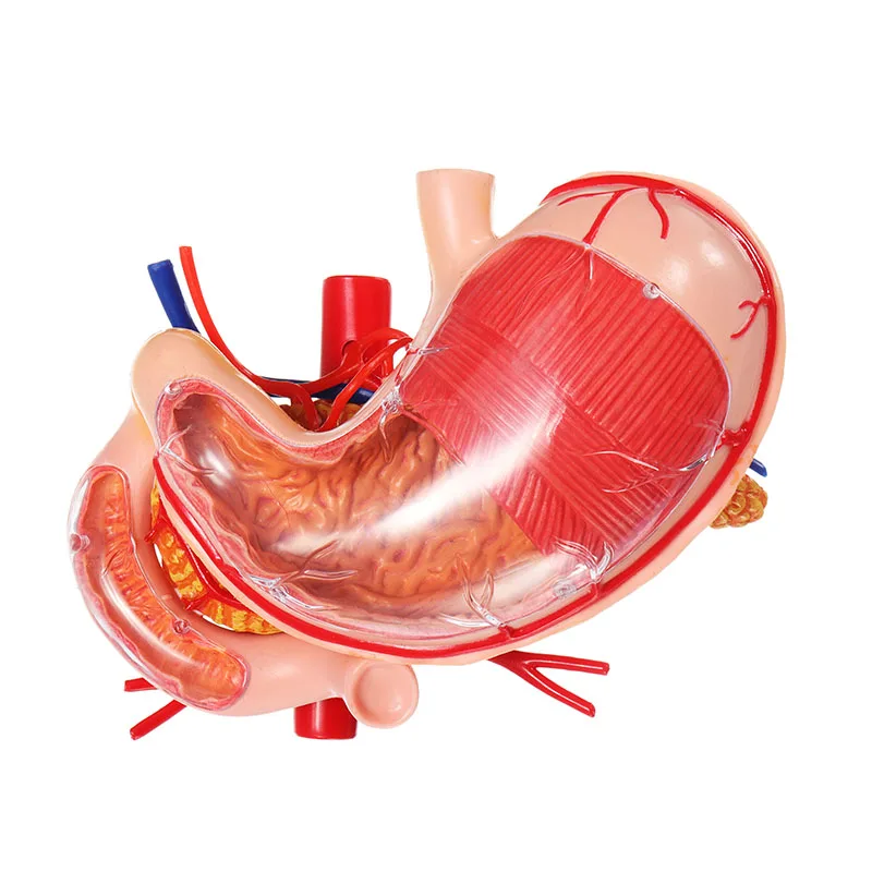 

Stomach Anatomical Medical Human Body Model Educational Equipment Human Anatomical Model Medical Teaching Model