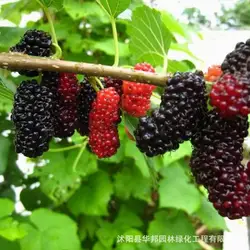 Blackberry bonsai Mulberry mulberry bonsai выращивают фруктовые деревья Sangsang bonsais скорость прорастания, когда новый урожай 100 шт