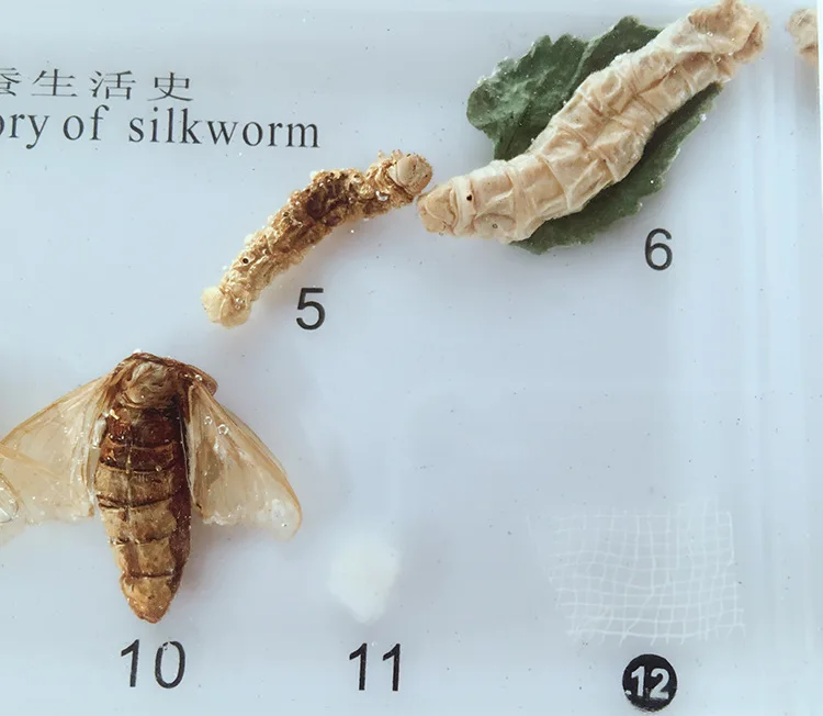 Развитие роста шелкопряда встроенный образец настоящее насекомое история роста образец модель биологическая энтомология учебные материалы
