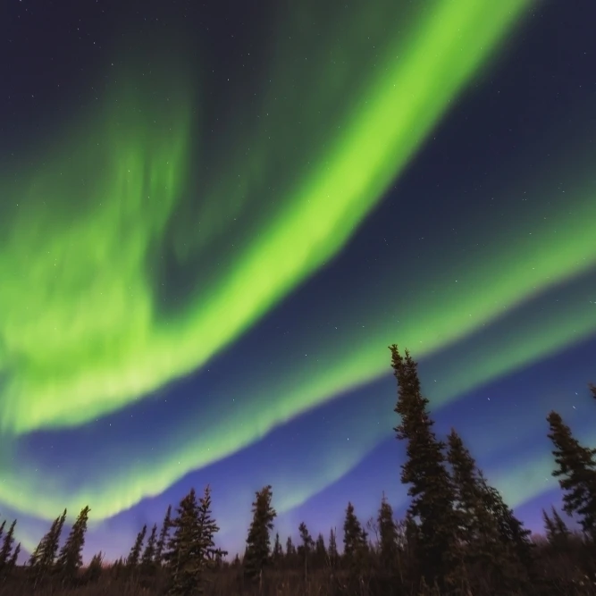 Aurora borealis over spruce trees in the Northwest Arctic of Alaska. Poster Print (19 x 12) | Дом и сад