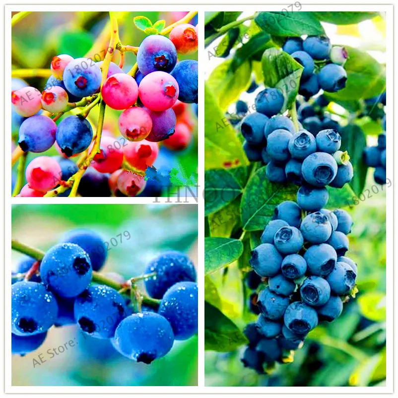 

100pcs/bag,Blueberry Plants,Bonsai fruit Plantas potted plant for home and garden,easy to plant