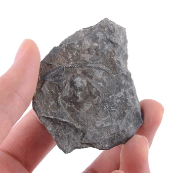 

3PCS Natural Paleontology Trilobite Fossil Original Stone Specimen Ancient Fossils Science Teaching specimens