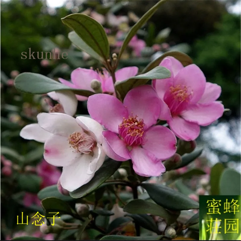 

Newly used authentic myrtle bonsai bonsai mountain nim sub-tree very good fruit 100pcs(tao jin niang)