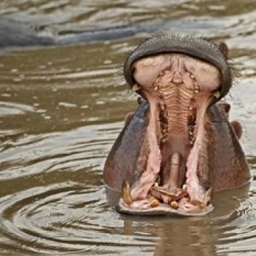 Hippopotamus threat Mara River Maasai Kenya Poster Print by Adam Jones (35 x 23) | Дом и сад
