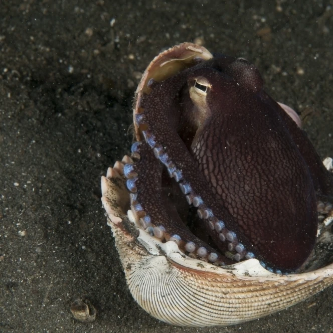 Coconut Octopus in shell North Sulawesi Indonesia Poster Print (17 x 11