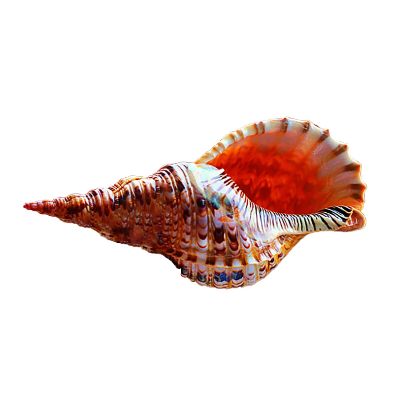 

CNIM Hot Four Famous Snails, Shells Phoenix-Tailed Snails, Fa-Luo, Creative Gifts And House Decorations In Zhaocai Town