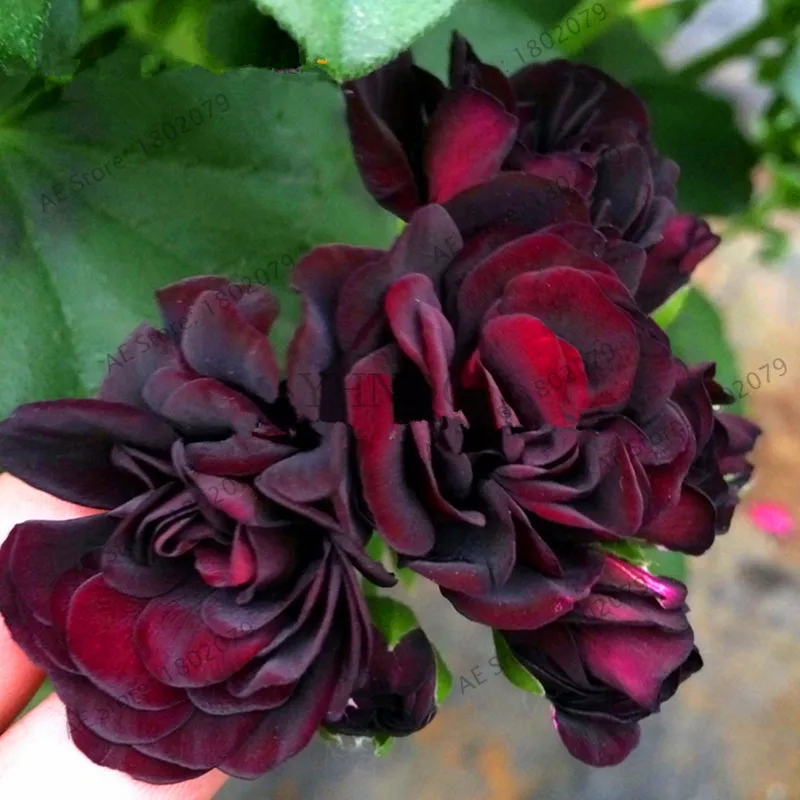

New Fresh Japan Black Rose Geranium Flower Plants, 5 flores, Pelargonium Perennial Garden Flowers Hardy Plant Bonsai Potted