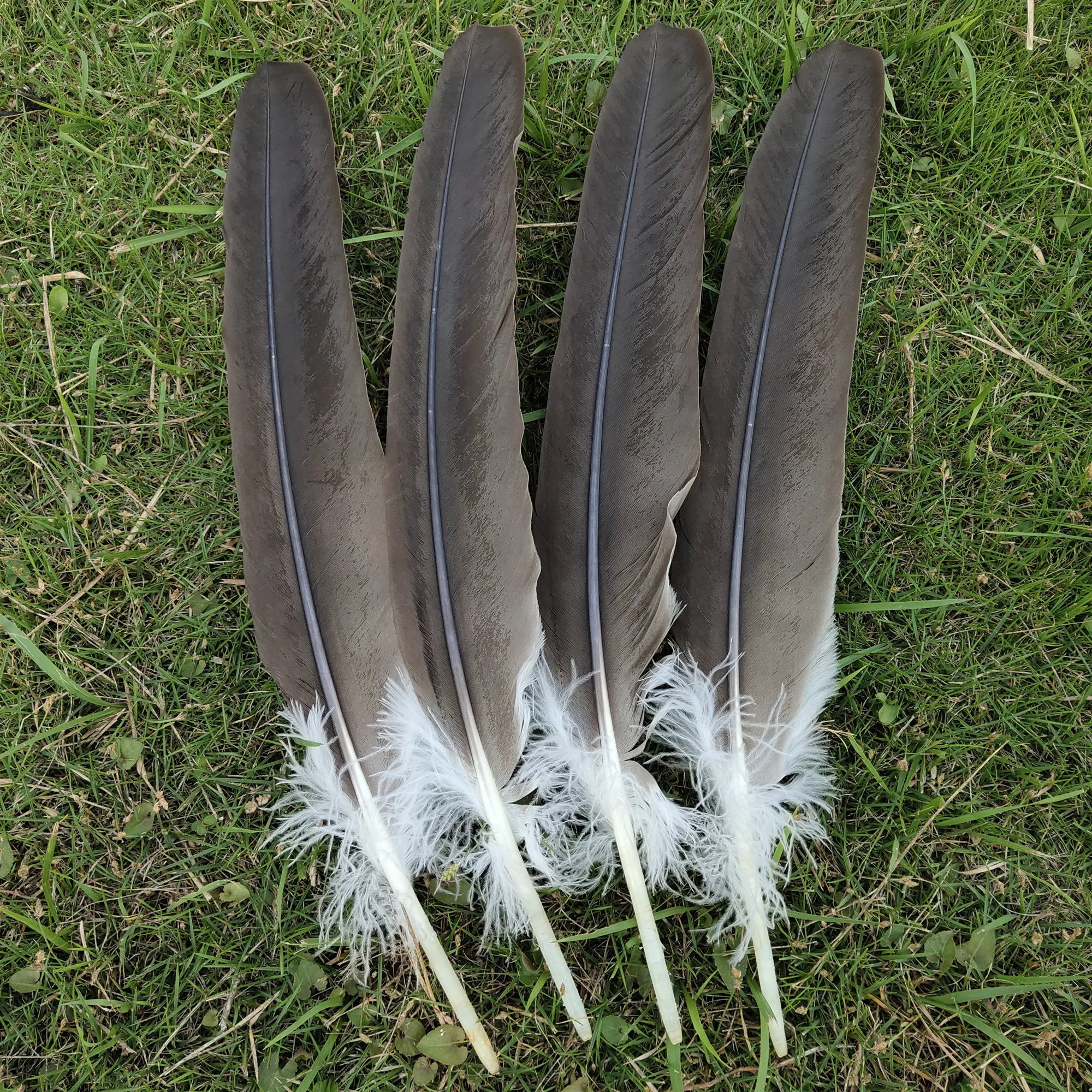 Wholesale Hot 5 pcs Rare 16 20 inches/40 50 cm natural pheasant