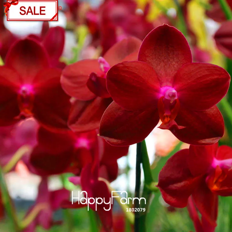 

Best-Selling!50flores/bag Crimson Phalaenopsis bonsai Perennial Flowering Plants Orchid Potted Charming Flower garden,#2OVGQF