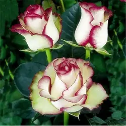 Увенчанный розы цветы такой же цвет, как огонь и лед, красивые DIY дома садовое растение бонсай 100 шт