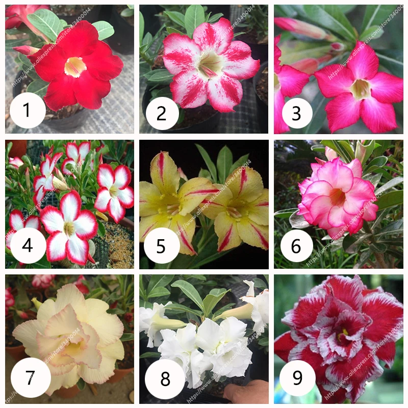 

Desert Rose Flowers Ornamental Plants Windowsill Bonsai Potted Flowers plant 3pcs/bag