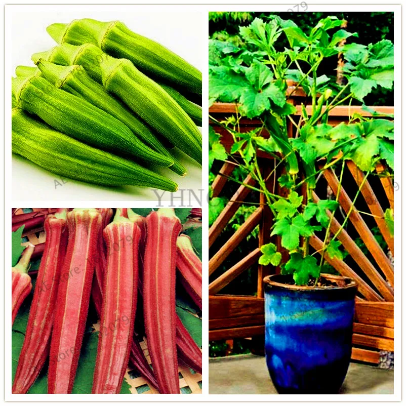 

30pcs/bag Okra bonsai,Organic Non GMO food For Kidney Garden Supplies For Fun Countryside Garden
