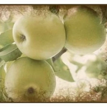 Vintage Apples II Poster Print by Jason Johnson (19 x 13) | Дом и сад
