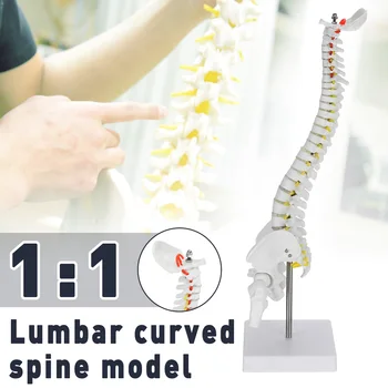 

Used for Massage ,yoga Etc. 45cm Flexible 1:1 Adult Lumbar Bend Spine Model Humans Skeleton Model with Spinal Disc Pelvis Model