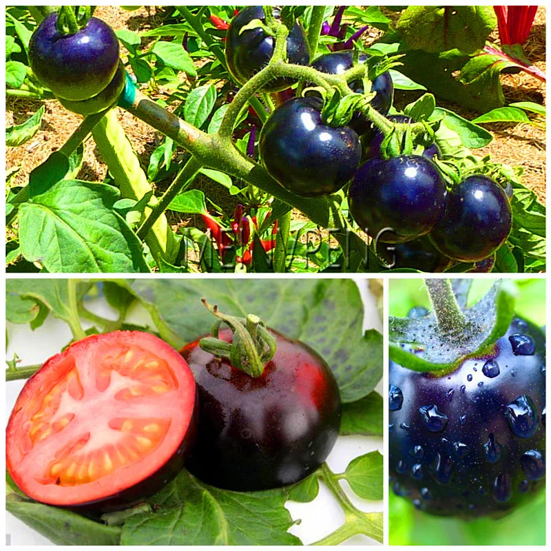 

Loss Promotion!rare fresh "Black Prince" tomato bonsai - 100% organic and non - GMO plants fruits vegetables,200garden