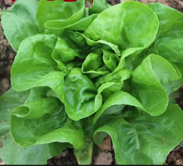 

100 Italian Lettuce bonsais Good Taste , Easy To Grow, Great Salad Choice ,diy Home Vegetable