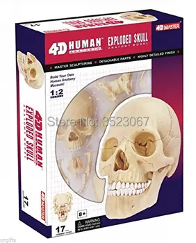 

4D Master Human colorfull skull brain anatomical Anatomy comparative anatomy set skull brain skeleton