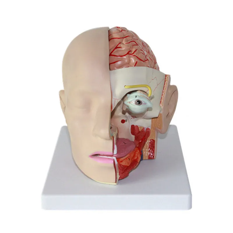 

Simulation Human Anatomical Head Skull Model PVC Anatomy Brain Medical Model Kit Comprehensive School Teaching Resources