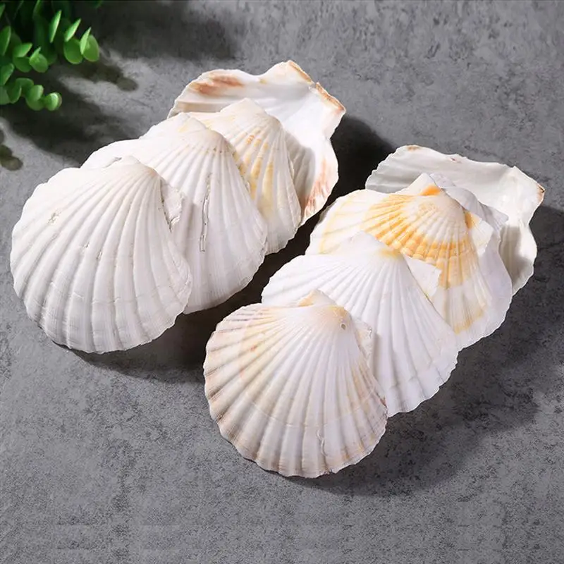 10pcs Sea Shells Nature White Beach Shells Seashells Crafts Conch