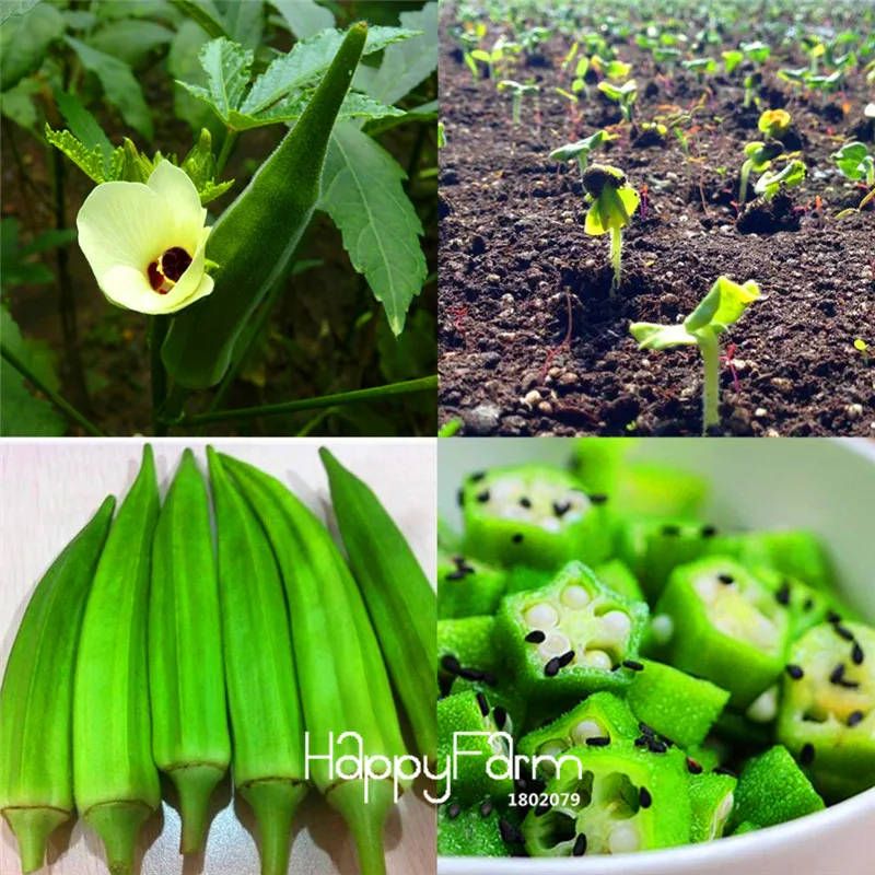 

Loss Promotion!10Pcs/Lot Organic Okra Bonsai Non GMO Good For Kidney Garden Supplies For Fun Countryside Garden potted plants,#