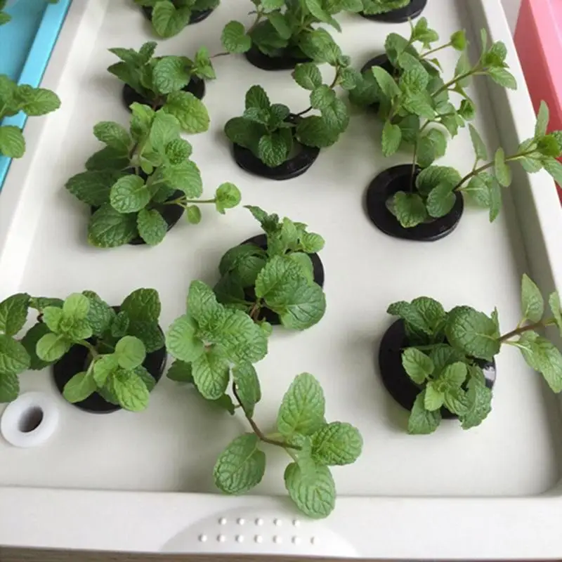 6/11 Holes Hydroponic Garden Pots Planters System Indoor Garden Cabinet Box Grow Kit Bubble Nursery Pots Plant Site US UK Plug 6/11 Holes Hydroponic Garden Pots Planters System Indoor Garden Cabinet Box Grow Kit Bubble Nursery Pots Plant Site US UK Plug