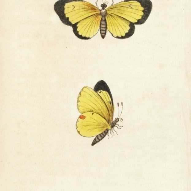 Clouded Sulphur Butterfly Colias Philodice Poster Print By Florilegius Mary Evans (18 X 24) | Дом и сад