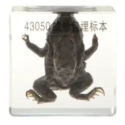 Настоящие животные образец креативный пресс-папье коллекция подарок домашний офисный Декор-жаба