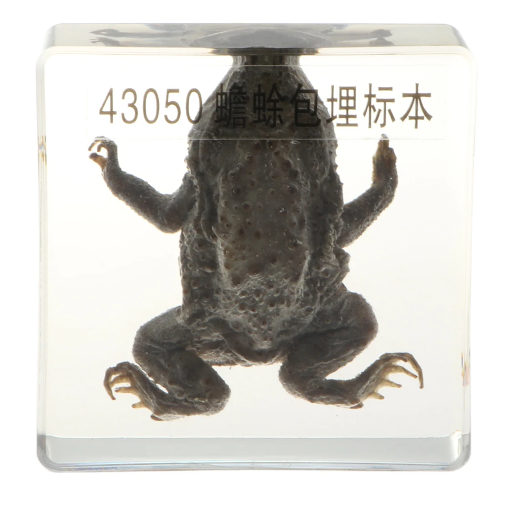 

Real Animal Specimen Creative Paperweight Collection Gift Home Office Decor - Toad