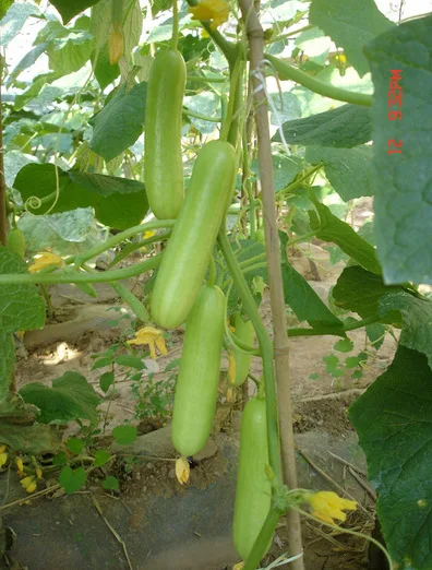 

May 20 pcs fat green cucumber bonsai vegetable bonsai