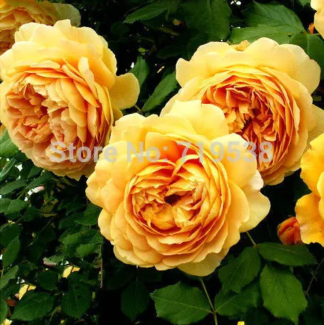 

Yellow Rose Golden Celebration aromatic 100 flower bonsai