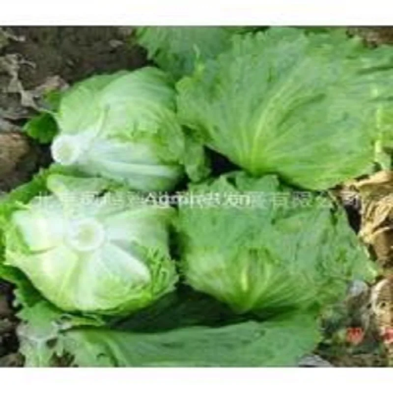 

US lettuce bonsais 200bonsais small family garden