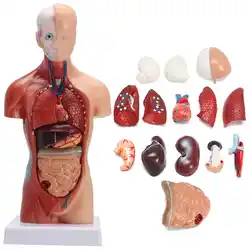 Человеческий ТОРС модель тела анатомия, анатомический медицинские внутренние органы для обучения съемный образовательный медицинский