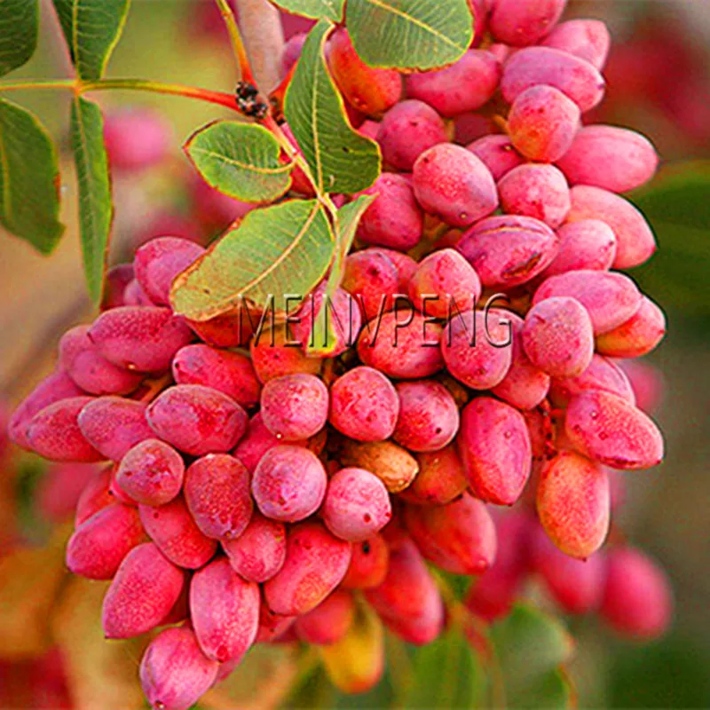 

Hot Sale! Nut tree Pistachios Garden Chinese Pistacia rare outdoor fruit tree Plantas tropical plant bonsai Flores 5pcs/bag,#D2