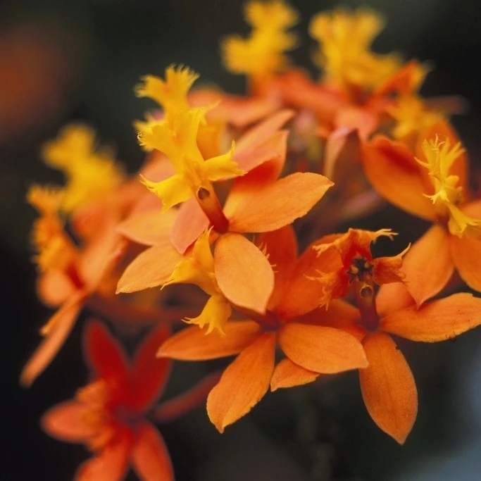 Close-Up Single Group Of Orange Epidendrum Orchid Soft Focus Poster Print (11 x 17) | Дом и сад