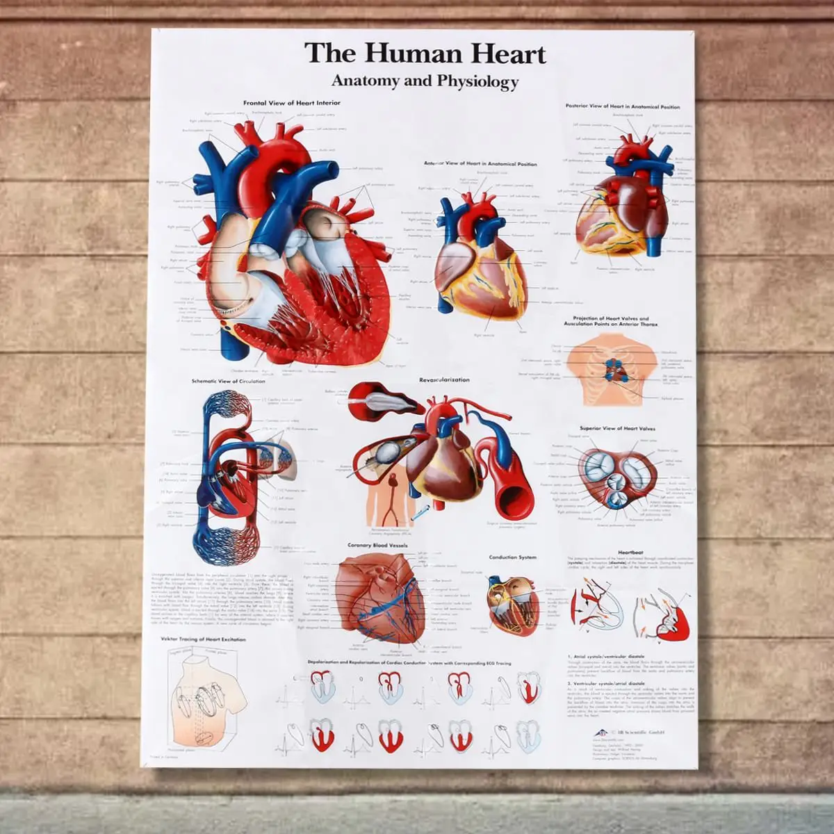 

Human Heart Chart Anatomy Physiology Poster Map Anatomy Of The Heart Poster Anatomical Silk Cloth Chart Human Educational Poster